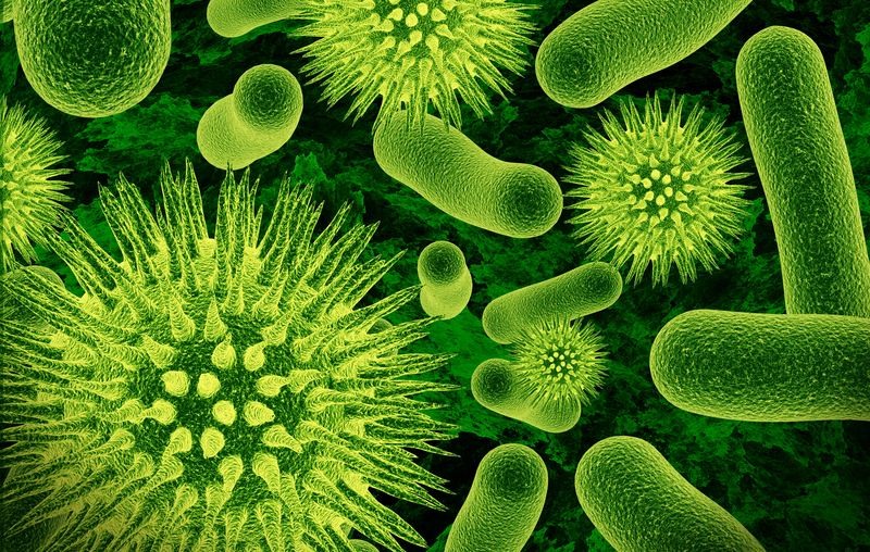 image of bacteria