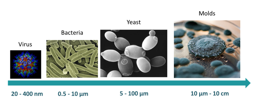 size comparison for microbes